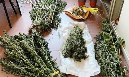 Nascondeva la cannabis tra gli agrumeti: 64enne arrestato dai carabinieri