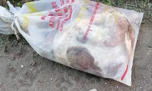 Cani morti abbandonati in strada nei sacchi. Il consigliere Cupani: «Uno scempio»