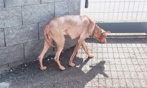 CANI IN PERICOLO: VIOLENZE E AVVELENAMENTI ANCORA IMMERSI NEL MISTERO.